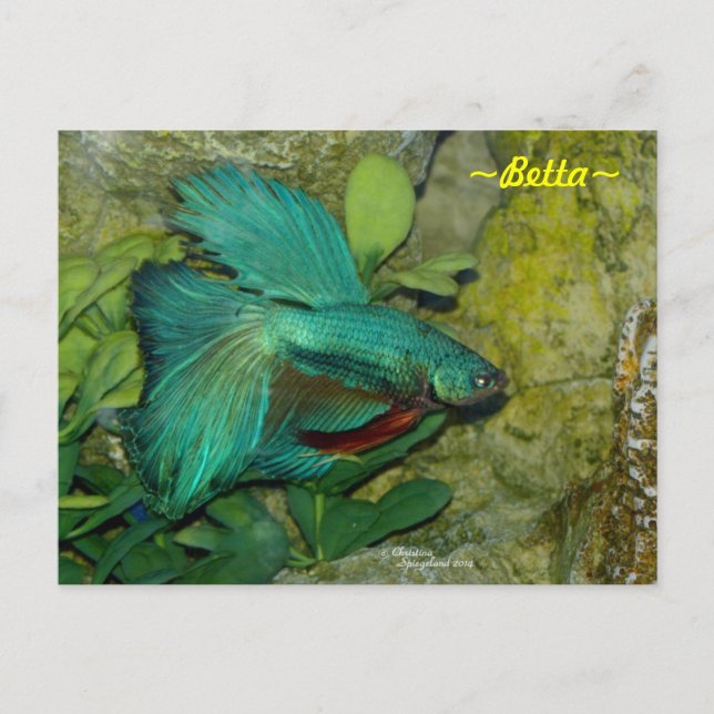 Postal Pescado Betta azul Postcard (Anverso)