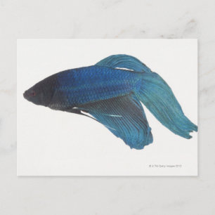 Postal Pescado Betta o pez azul masculino siamés