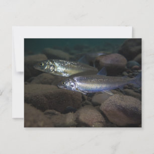 Postal Pescado blanco Natación