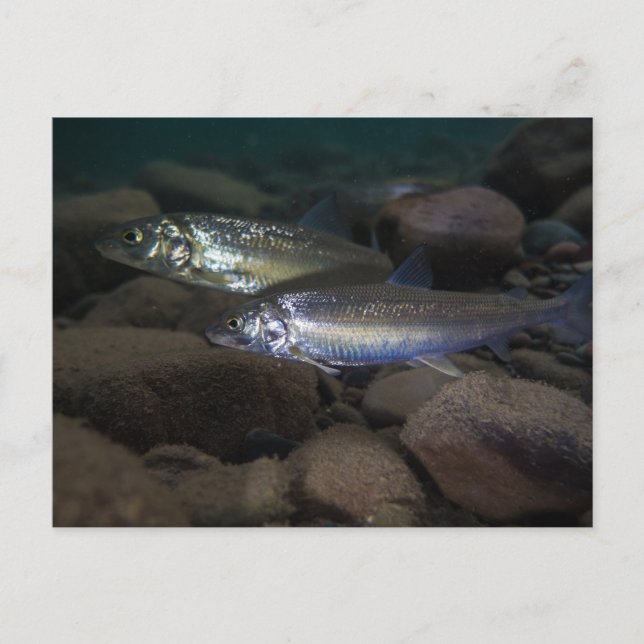 Postal Pescado blanco Natación (Anverso)