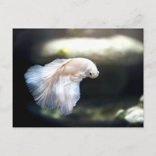 Postal Pescado blanco siamés de combate
