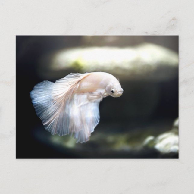 Postal Pescado blanco siamés de combate (Anverso)