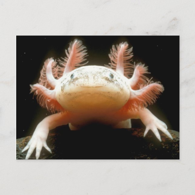 Postal Pescado Caminante Mexicano (Anverso)