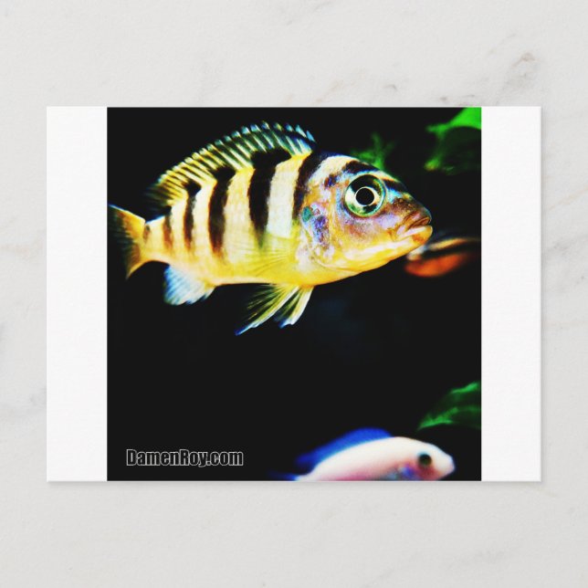 Postal Pescado Cichlil Africano Negro y Amarillo (Anverso)