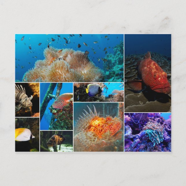 Postal Pescado, Collage de fotos. (Anverso)