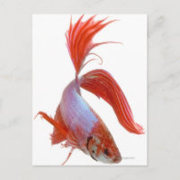 Pescado combativo siamés (Betta splendens)