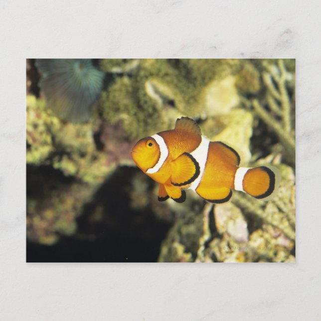Postal Pescado común de payaso (Amphiprion ocellaris), (Anverso)