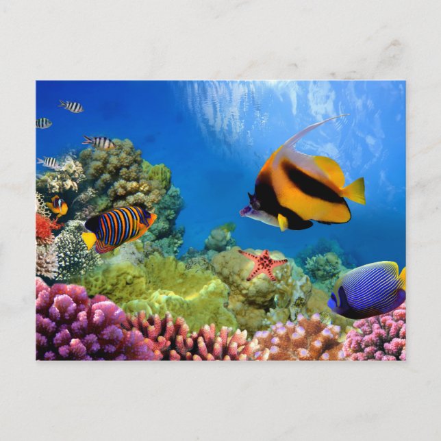 Postal Pescado coral y tropical colorido (Anverso)