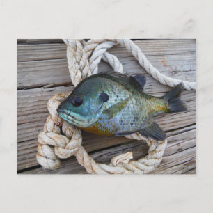 Postal Pescado de aleta azul en el muelle y en la cuerda