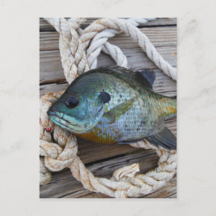 Postal Pescado de aleta azul en el muelle y en la cuerda
