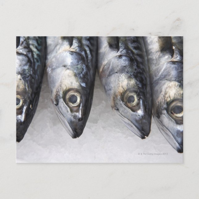 Postal Pescado de caballa, pescado fresco del día (Anverso)