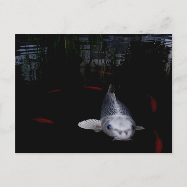 Postal Pescado de carpa (Anverso)