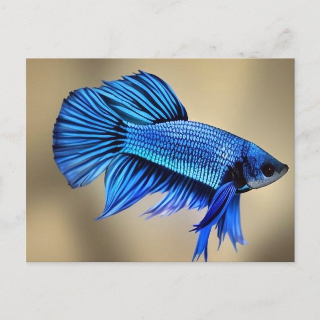 Postal Pescado de combate eléctrico azul siamés (Anverso)