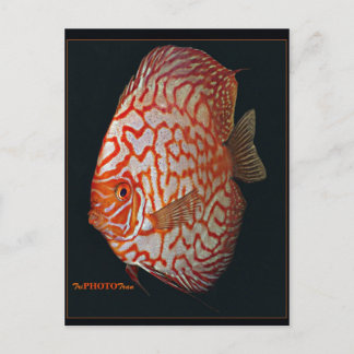 Postal pescado de discute