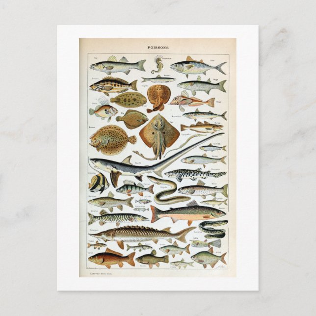 Postal Pescado de época del mundo (Anverso)