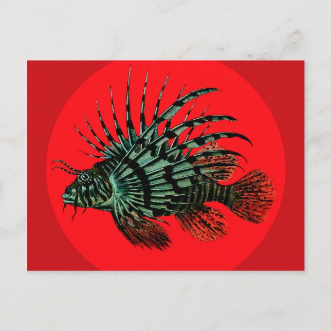 Postal Pescado de león Postcard (Anverso)