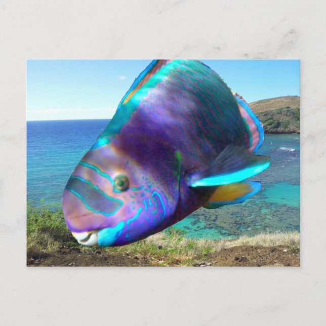 Postal Pescado de loro de la bahía de Hanauma Oahu Hawaii (Anverso)
