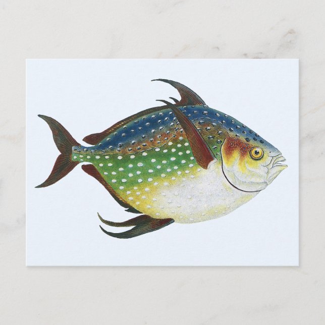 Postal Pescado de Opah Tropical, Animal acuático marino (Anverso)