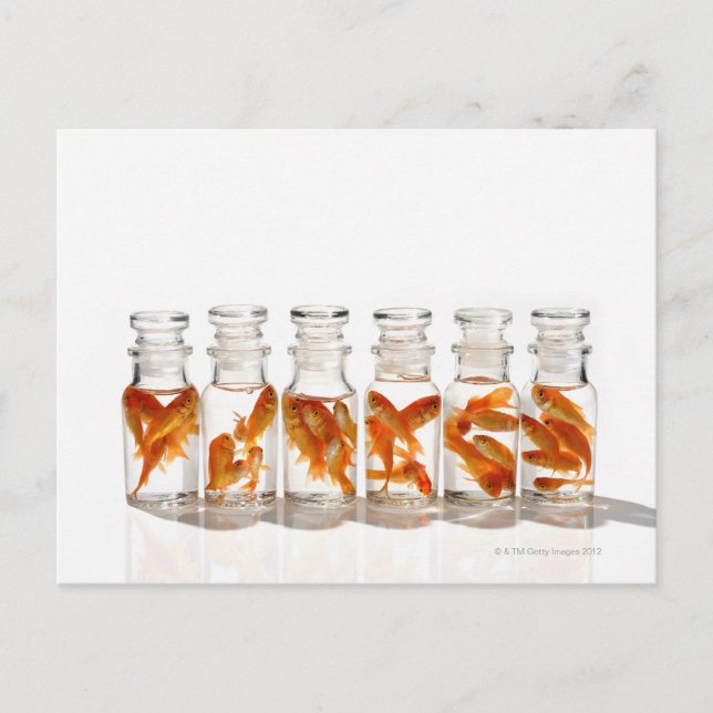 Postal Pescado de oro (Anverso)