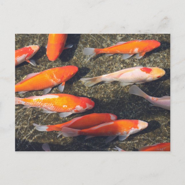 Postal Pescado de oro (Anverso)