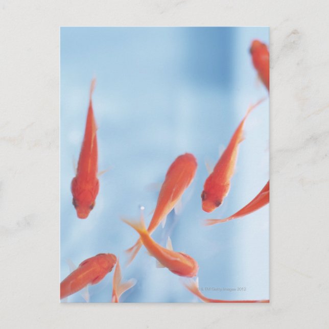 Postal Pescado de oro (Anverso)