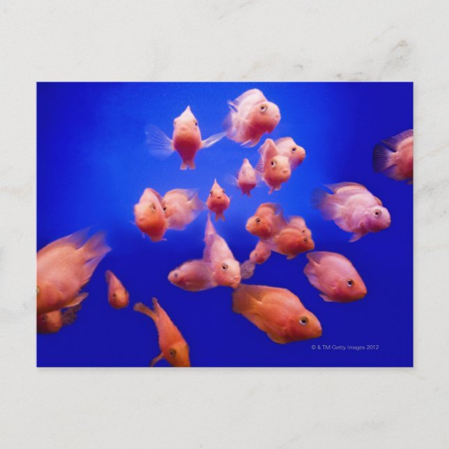 Postal Pescado de oro 2 (Anverso)