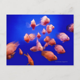 Postal Pescado de oro 2