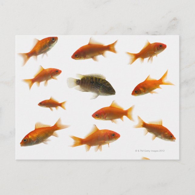 Postal Pescado de oro 3 (Anverso)
