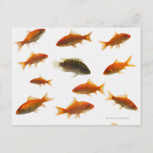 Postal Pescado de oro 3