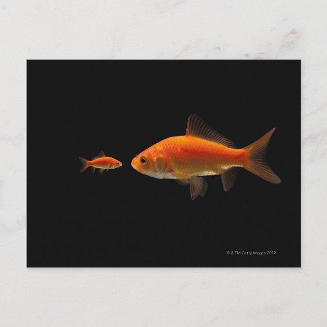 Postal Pescado de oro 4 (Anverso)