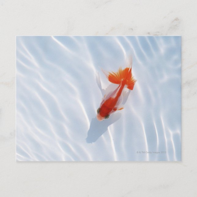 Postal Pescado de oro 5 (Anverso)