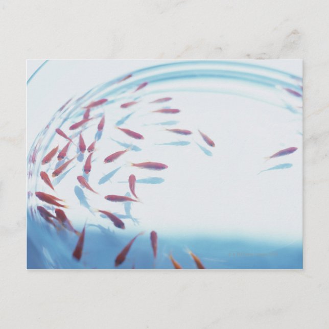 Postal Pescado de oro 6 (Anverso)