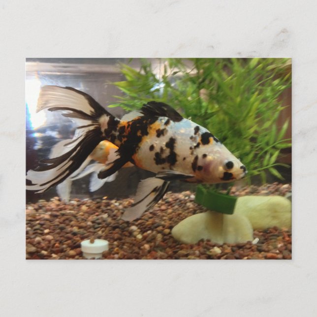 Postal Pescado de oro de gran tamaño (Anverso)