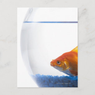 Postal Pescado de oro en un bol con fondo blanco