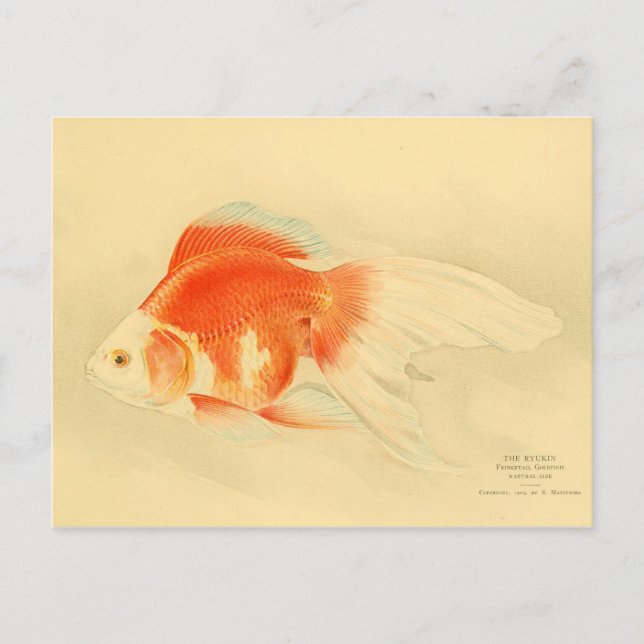 Postal Pescado de oro japonés. El Ryukin. (Anverso)