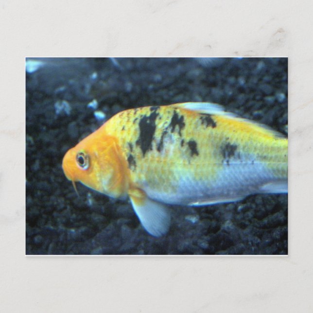 Postal Pescado de oro visto (Anverso)