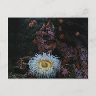 Postal Pescado de oro y anémona marina
