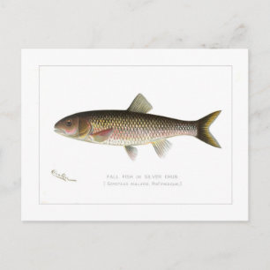 Postal Pescado de otoño o chuleta plateada