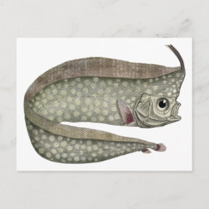 Postal Pescado de pez de oruga reposo, vida acuática mari