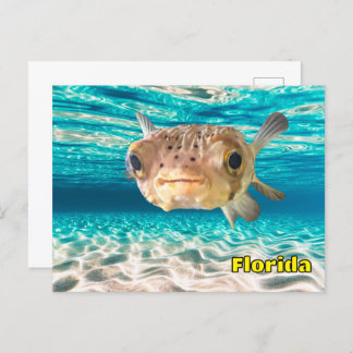 Postal Pescado de puffer en el océano Pacífico bajo el ag