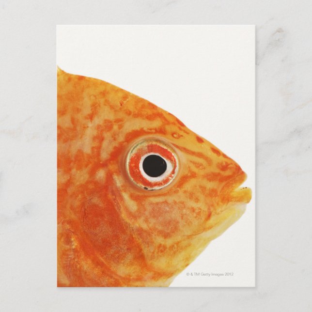 Postal Pescado de Red Deacon (Anverso)