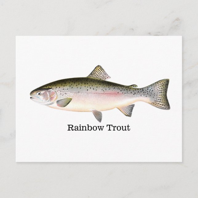Postal Pescado de trucha arco iris (Anverso)