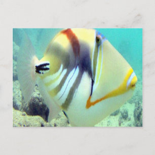 Postal Pescado del Estado de Hawaii - Humuhumunukunukuapu