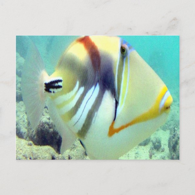 Postal Pescado del Estado de Hawaii - Humuhumunukunukuapu (Anverso)