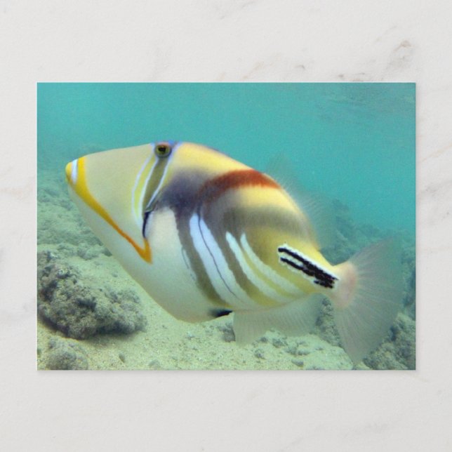Postal Pescado del Estado de Hawaii - Humuhumunukunukuapu (Anverso)
