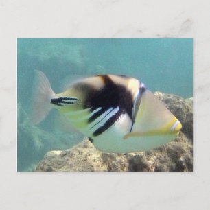 Postal Pescado del Estado de Hawaii - Humuhumunukunukuapu