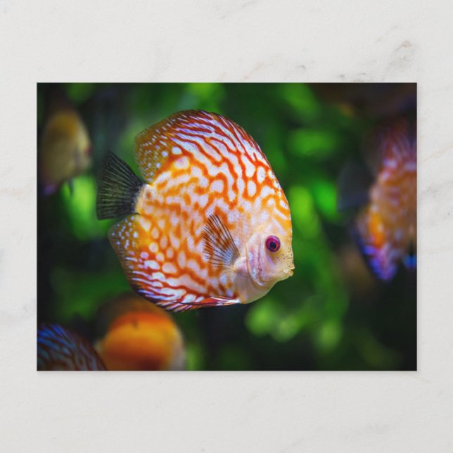 Postal Pescado discus (Anverso)
