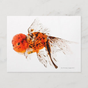 Postal Pescado dorado de cabeza de león de Calico (Carass