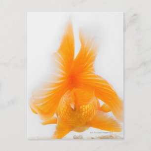 Postal Pescado dorado de cabeza de león naranja (Carassiu