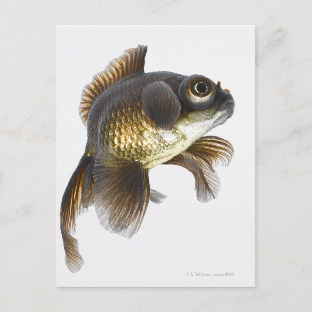 Postal Pescado dorado negro (Carassius auratus) 2 (Anverso)